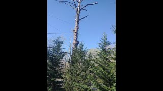 Haunted Tree Removal