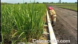 EL CLUSTER DEL AZUCAR EN EL VALLE DEL CAUCA