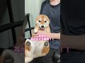 耳が生えてくる柴犬#shorts