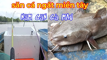 câu cá thiên nhiên | câu cá ngát sông lớn bãi câu lên cá ngát liên tục