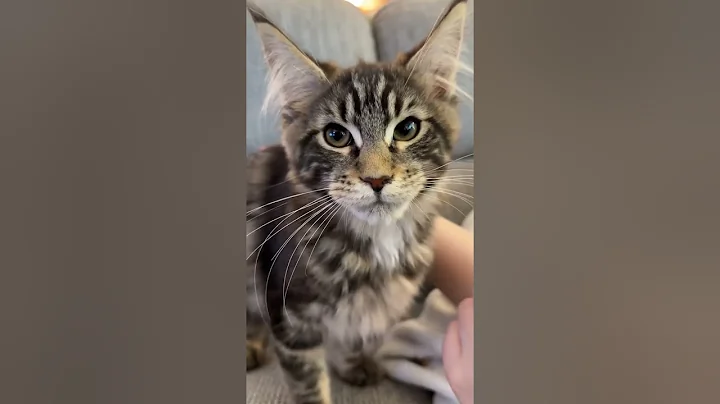 Watch the video about Male Maine Coon Wyatt, Black Tabby