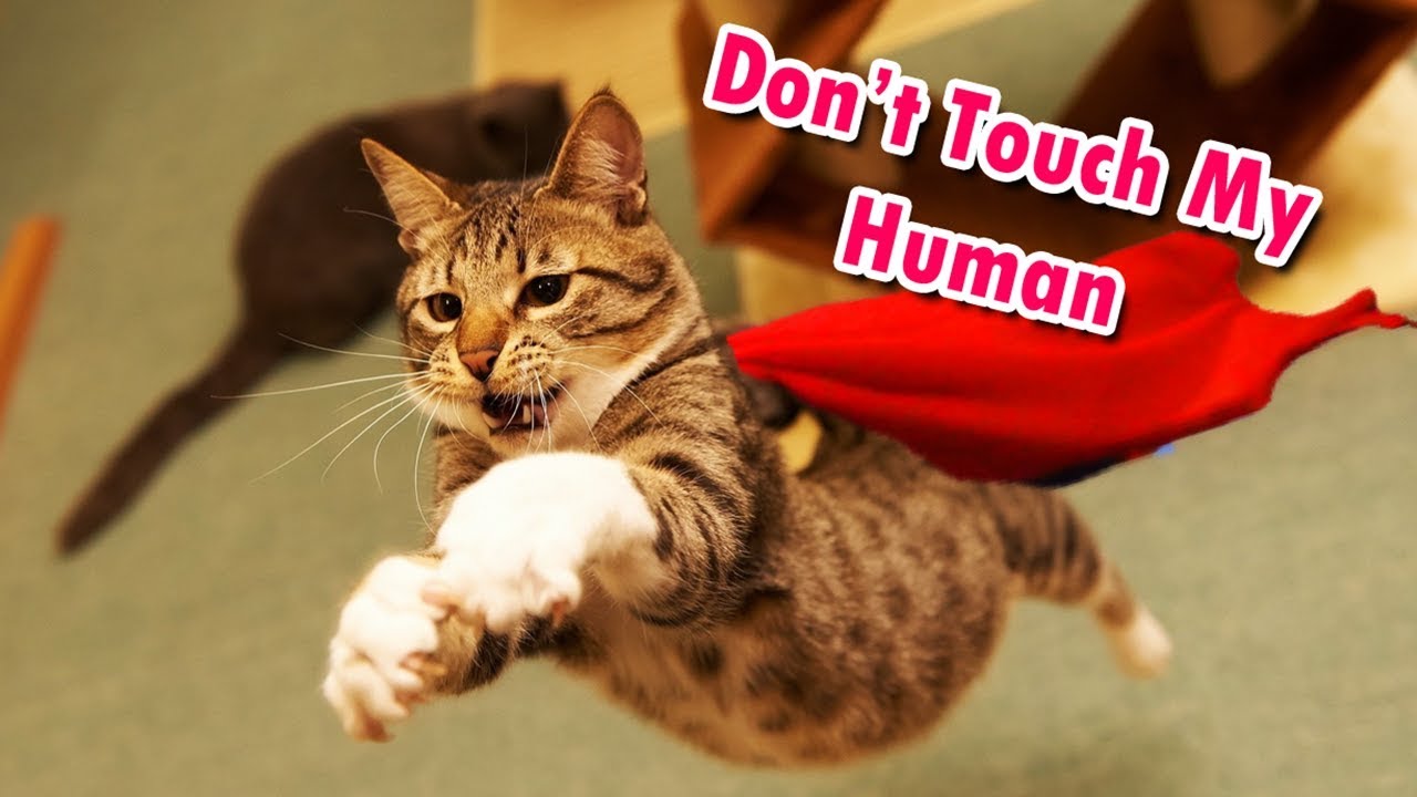 10 Hero Cats Who Saved The Humans They Love. YouTube