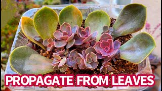 #484 PROPAGATION SUCCULENT FROM LEAVES | BEHEADING ECHEVERIA PVN | NHÂN GIỐNG SEN ĐÁ HỒNG DÂU | 다육식물