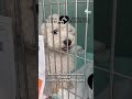 Interested in adopting a pet? What to know about the Clear the Shelters campaign | NBC New York