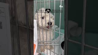 Interested in adopting a pet What to know about the Clear the Shelters campaign | NBC New York