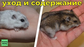 Джунгарский хомяк уход и содержание | hamster