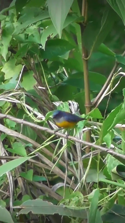Pikat Burung Kemade Cit Keres Di Pinggir Jalan Raya yg ramai kendaraan lewat #shorts
