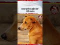 आवारा कुत्तों पर सुप्रीम कोर्ट लेगी एक्शन। #shorts #trending #viralnews #dogs #supremecourt #like
