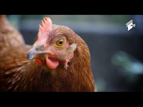 ფერმა - მეფრინველეები დამატებითი ღირებულების გადასახადისგან გათავისუფლებას ითხოვენ