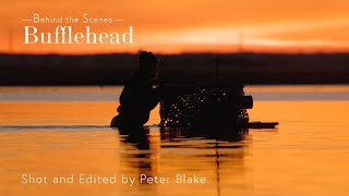 Bufflehead At Sunset