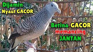 Suara perkutut betina memanggil jantan - suara gacor memancing jantan