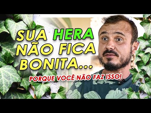 Vídeo: Hera inglesa. Como uma planta é propagada e cultivada?