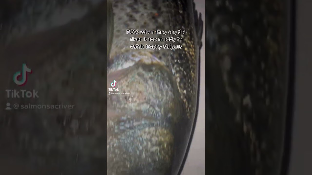 POV: When They Say The River Is Too Muddy To Catch Trophy Stripers