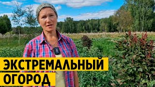 👨‍🌾МОЙ ОПЫТ ВЫРАЩИВАНИЯ 🥒🍅без ПОЛИВА ОГОРОД в ЭКСТРЕМАЛЬНЫХ УСЛОВИЯХ лето без дождя@obovsemsmarusya