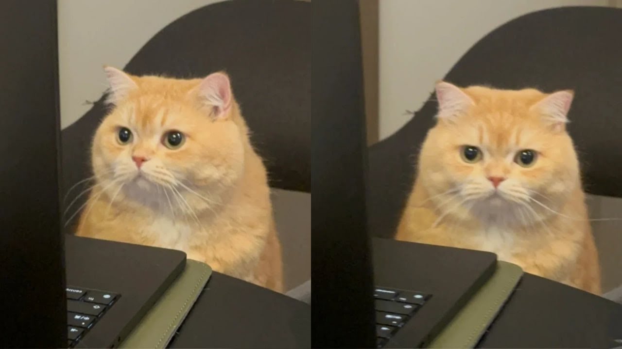 The Global Operating System Needs Cats To Run Properly 😂 Funny Cats ...