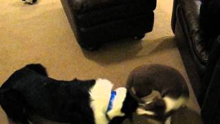 Jet Plane And Peggy Sue Learning The Art Of War