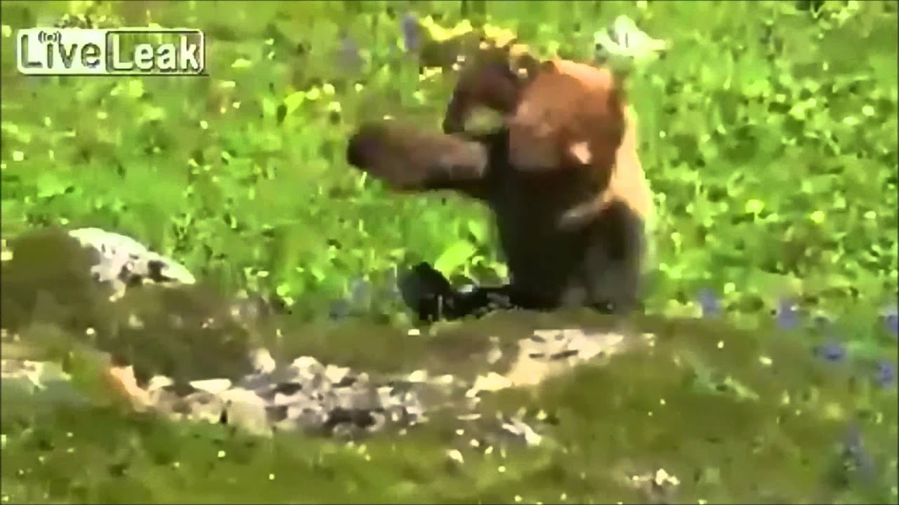 Bear has a Heart Attack (Rolling Start Edition) - YouTube