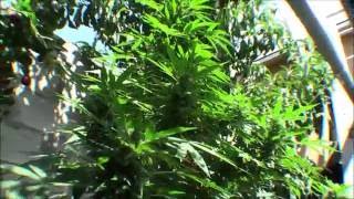 Growing Some Jack Herer (Flowering Stages)