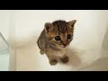 ぬいぐるみと間違えちゃいそうなくらいにおとなしい弟猫と元気にはしゃぐ姉猫はどちらがお好みですか？【赤ちゃん猫】【保護猫　子猫】