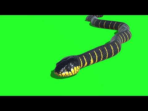Green screen ular green screen 1080p