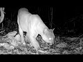 Puma, Jaguarundi Cat (onza) Caught on Trail Cam with Jungle Animals Costa Rica