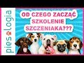 Od czego zacz szkolenie szczeniaka