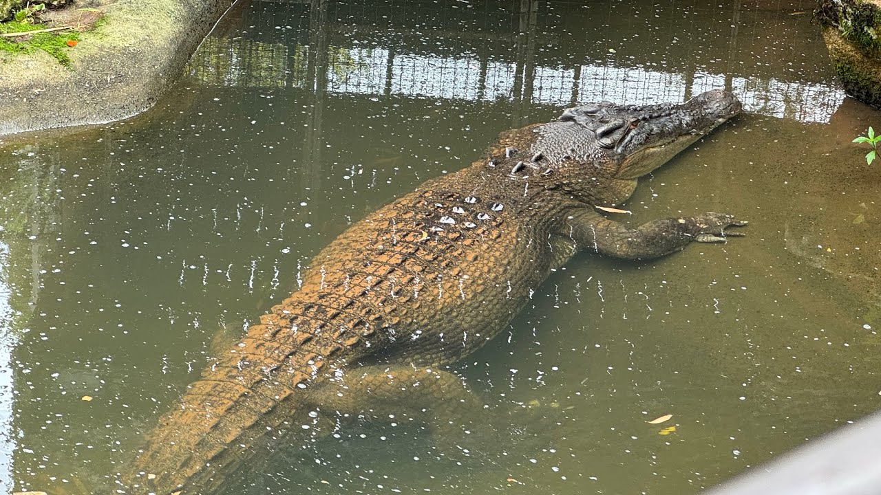 The feeding of giant crocodiles in Cairns, Australia, a crocodile