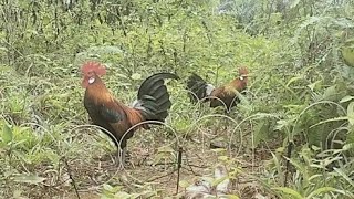 PIKAT MUDA DAN AYAM HUTAN TUA