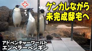 Where are they?] Baby emperor penguins at Adventure World, fast