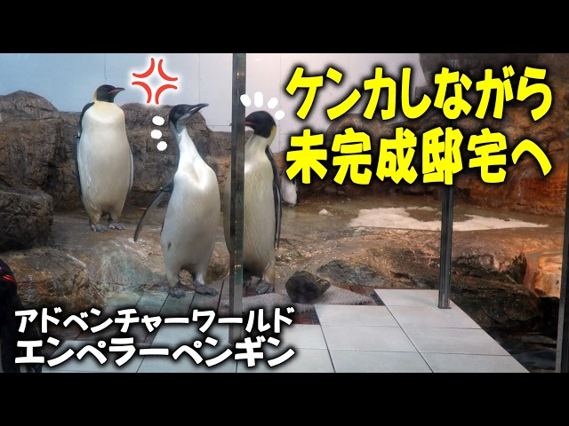 Where are they?] Baby emperor penguins at Adventure World, fast