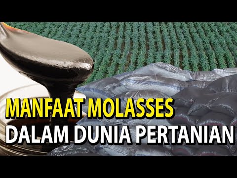 Video: Jenis Pupuk Molase - Tips Menggunakan Molase Di Kebun