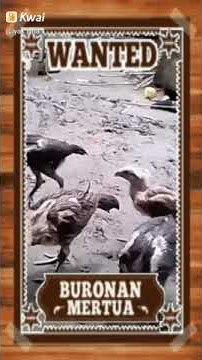 Iyam apa ayam