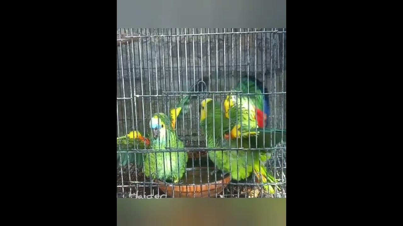 Blue fronted amazon breeding YouTube