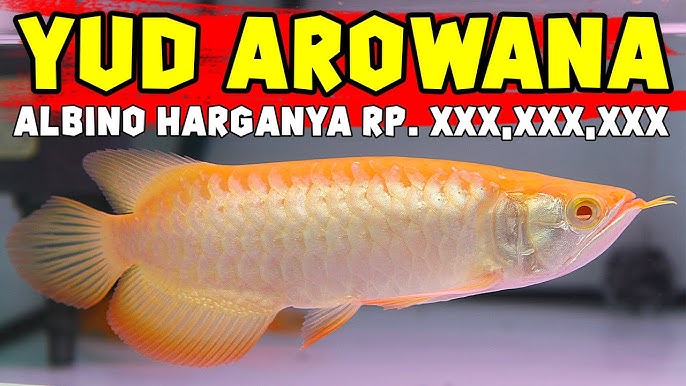 2 Albino Cross Back Golden Arwana Seharga Rp Xxx Xxx Xxx By Yud Arowana Youtube