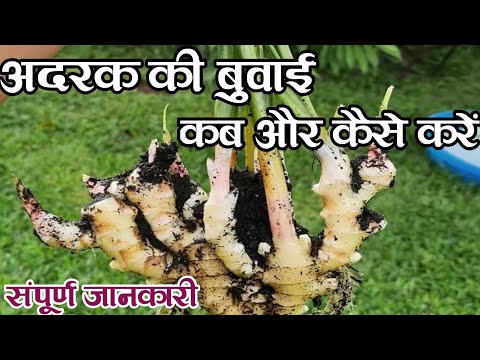 वीडियो: नवंबर में शर्म अल शेख में मौसम कैसा है? आराम से आराम करें