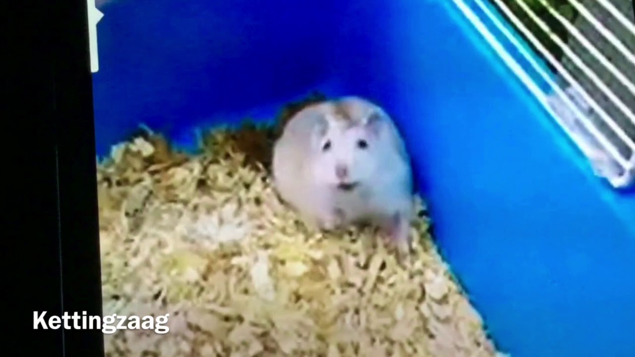 Jim Fitness Sprechender Hamster, Plüsch, Braun und Weiß