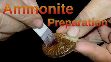 Ammonite Graphoceras Fossil Preparation