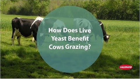 Optimise Dairy Cow Performance during grazing with LEVUCELL SC