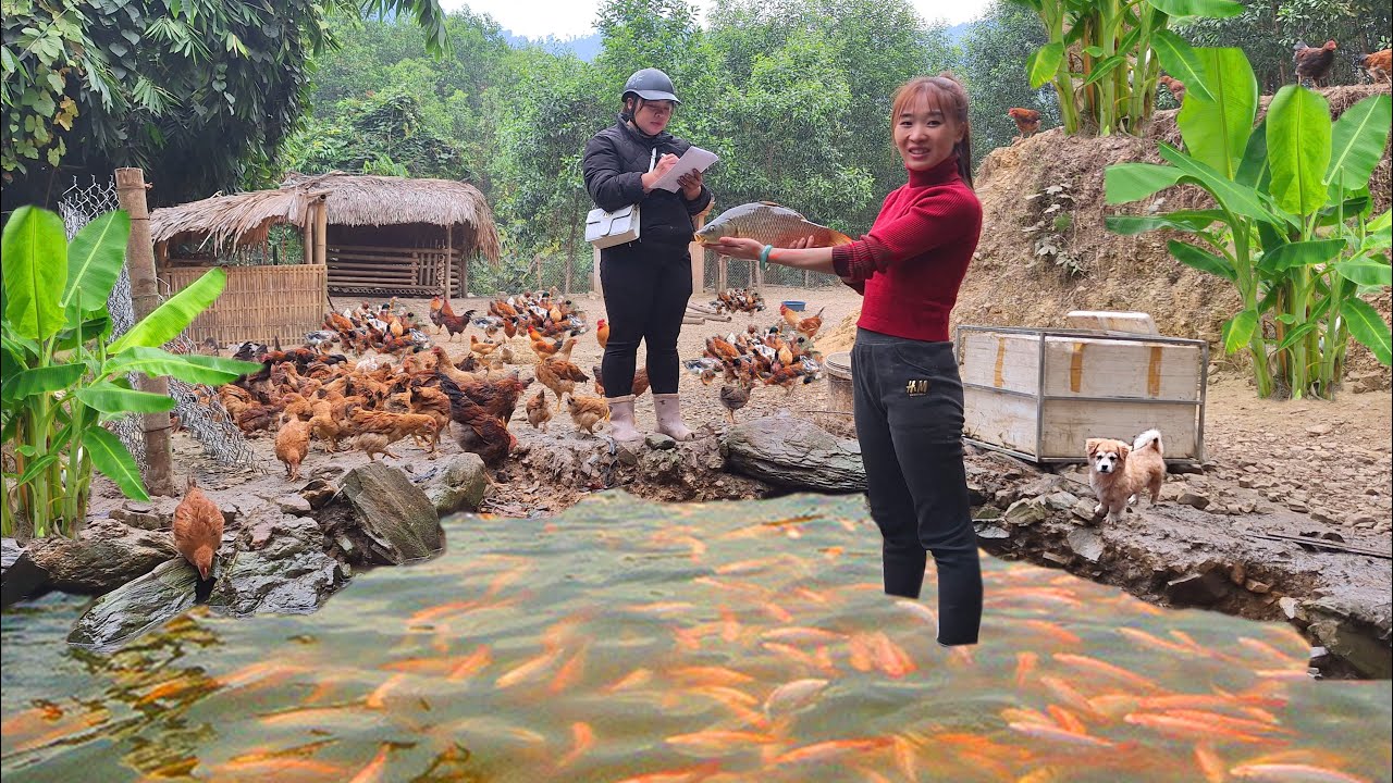 жить одному в лесу, копать пруды, выращивать карпов до урожая. Стройте амбары, разводите кур,