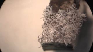 Filiform corrosion