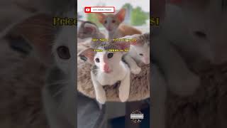 Oriental Shorthair Cat | Are Oriental Shorthair cats rare? #youtubeshorts #catlover by Cute animals world 57 views 1 year ago 1 minute, 1 second
