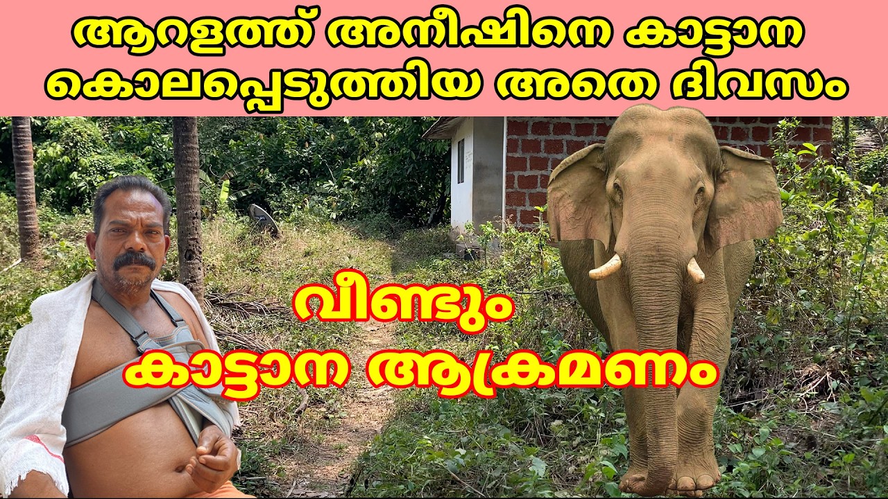 ആറളത്ത് വീണ്ടും കാട്ടാന ആക്രമണം .. ഒരാൾക്ക് പരിക്ക്  #elephant #aralam #kannur #forest #wildlife