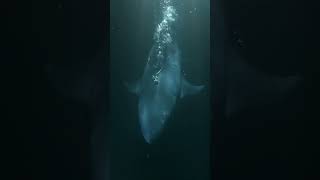 Great White Slams Decoy With Diver Still Inside! 😱🦈 | House of Sharks | Shark Week