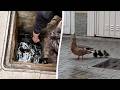 Stranded ducklings rescued after plunging through manhole cover | SWNS
