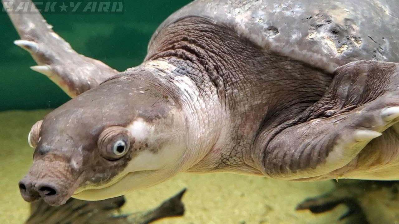 スッポンモドキ ブタバナガメ Carettochelys Insculpta Youtube スッポンモドキ ブタバナガメ Carettochelys Insculpta Youtube