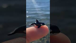 The tiniest ocean animals ever