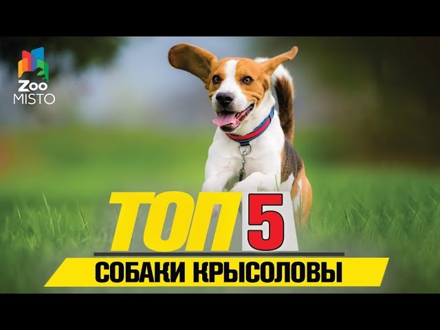 Топ 5 собак крысоловов | Top 5 Pied Piper Dogs