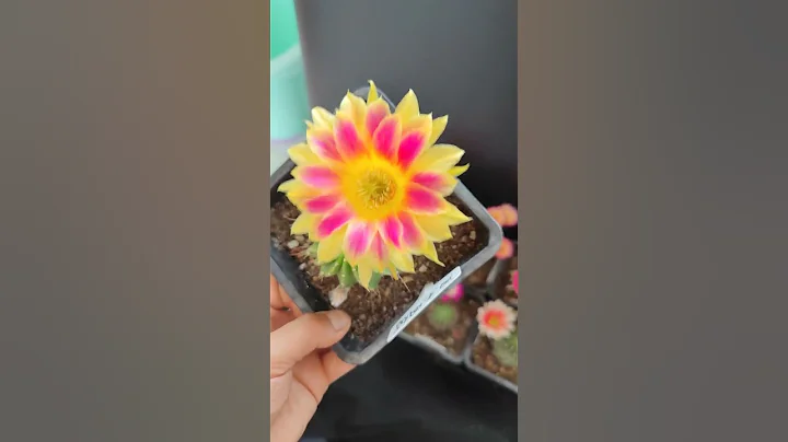 這個是我最喜歡的一個麗花品種，複色大花，而且勤花，你喜歡嗎？ - 天天要聞