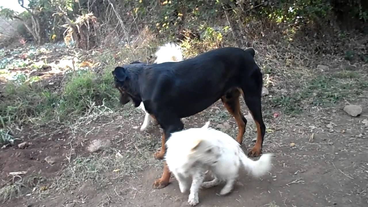Rottweiler X German Shepherd Playing With Japanese Spitz And Chihuahua Youtube Rottweiler X German Shepherd Playing With Japanese Spitz And Chihuahua Youtube