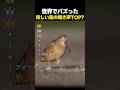 世界でバズった「奇妙すぎる鳥の鳴き声」TOP7
